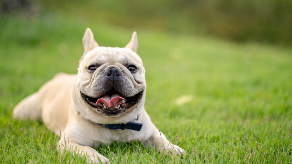 bulldog frances criadero pets medellin