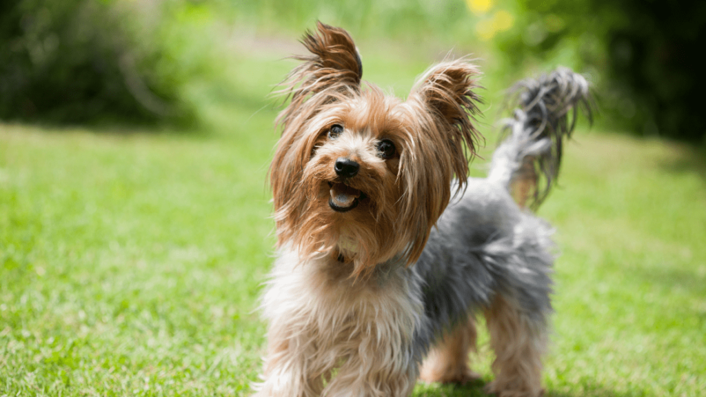 yorkie mini criadero pets medellin