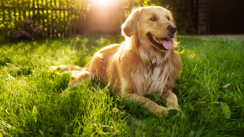 golden retriever criadero pets medellin