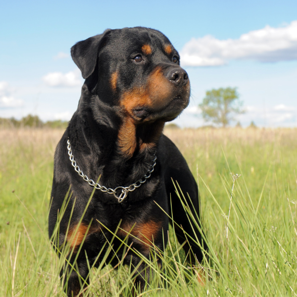 rottweiler pets medellin