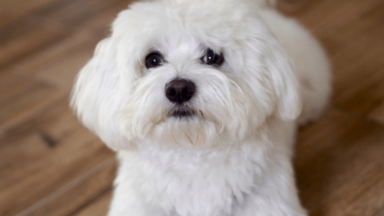 Bichon Maltes