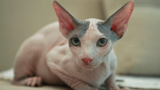 Gatos Esfinge