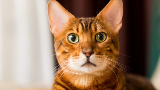 Gatos bengali