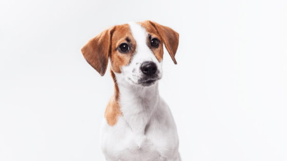 Jack Rusell Terrier