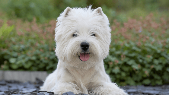 Westy Terrier