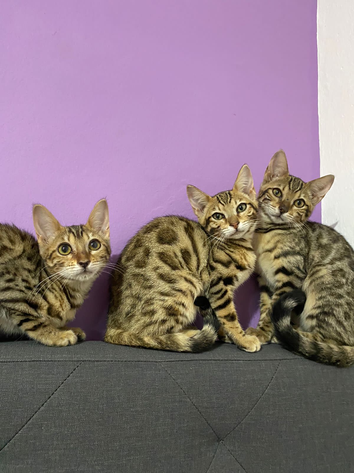 Gatos Bengali Criadero Pets Medellín