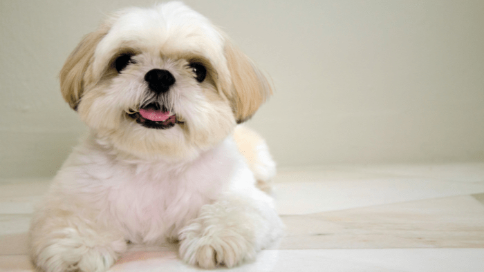 shih tzu criadero pets