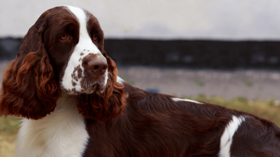springer-spaniel-criadero-pets-medellin