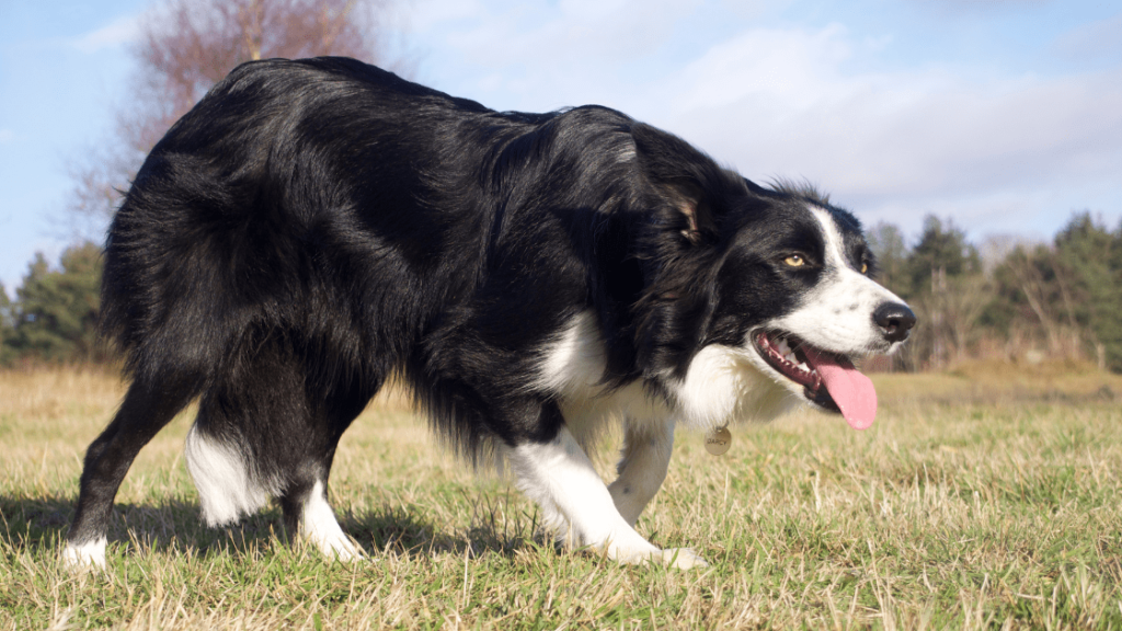 border collie criadero pets medellin