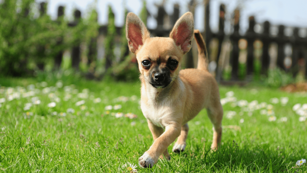 chihuahua criadero pets medellin