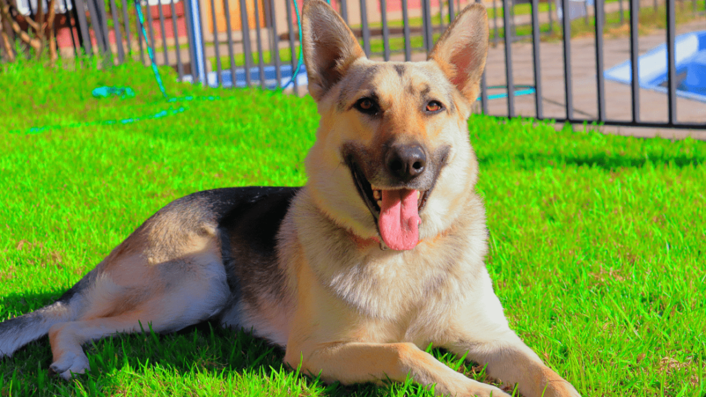 pastor aleman criadero pets medellin