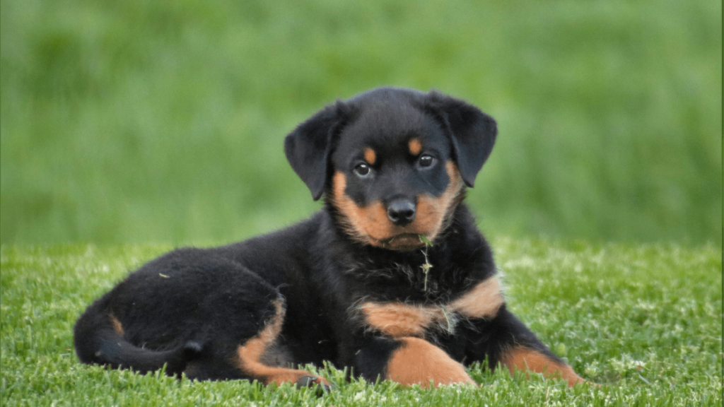 rottweiler criadero pets medellin