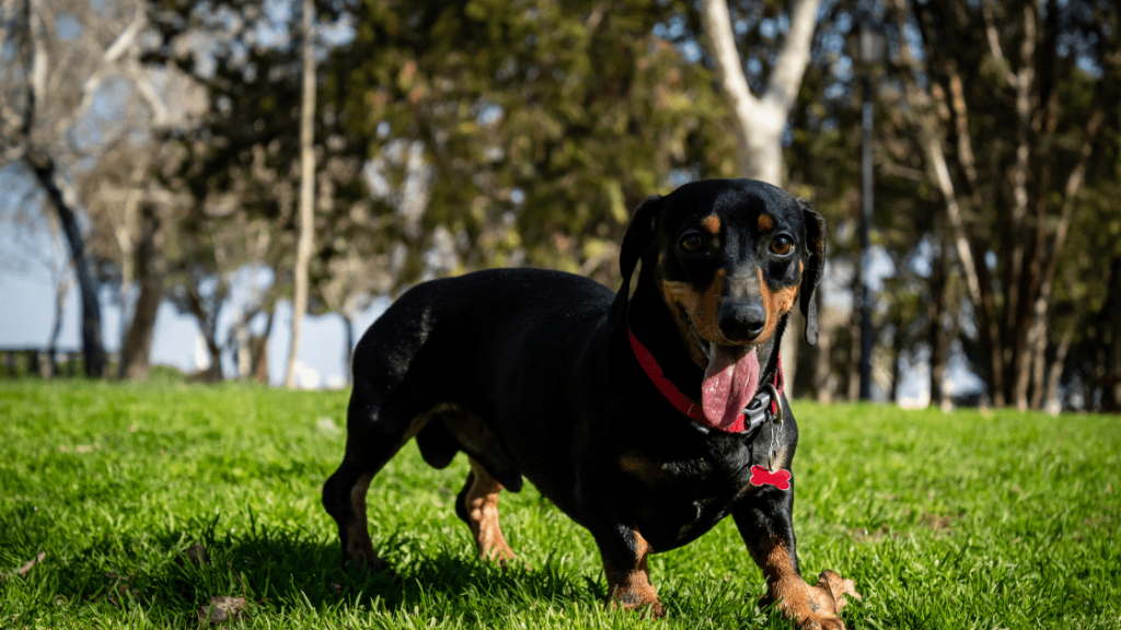 teckel criadero pets medellin